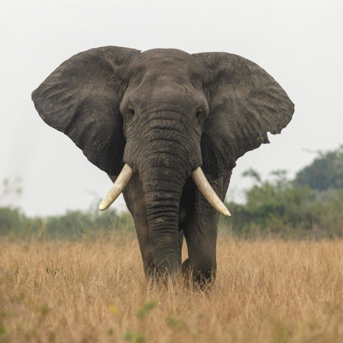 Large elephant facing head on